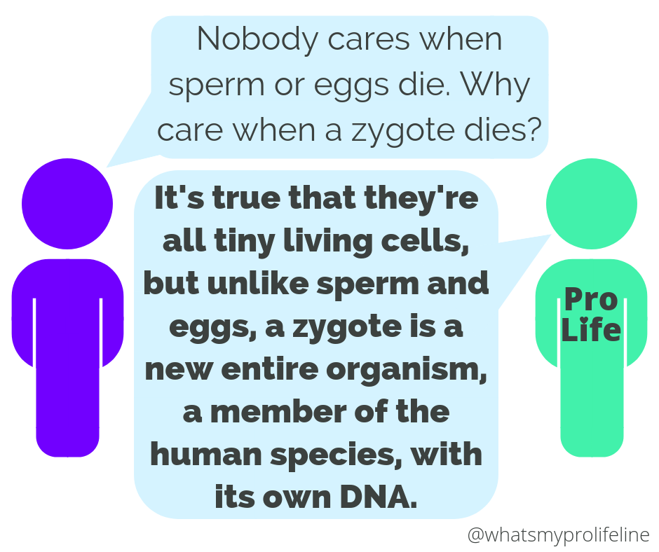 Person 1: Nobody cares when sperm or eggs die. Why care when a zygote dies? Person 2 (our hero): It’s true that they’re all tiny living cells, but unlike sperm and eggs, a zygote is a new entire organism, a member of the human species, with its own DNA.