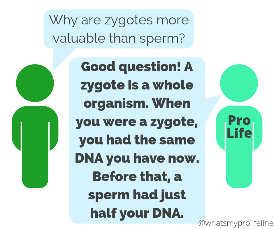 Person 1: Why are zygotes more valuable than sperm? Person 2 (our hero): Good question! A zygote is a whole organism. When you were a zygote, you had the same DNA you have now. Before that, a sperm had just half your DNA.