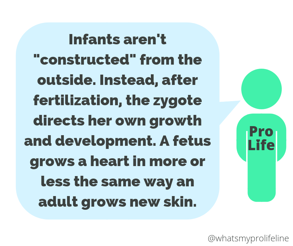 Our hero: Infants aren’t “constructed” from the outside. Instead, after fertilization, the zygote directs her own growth and development. A fetus grows a heart in more or less the same way an adult grows new skin.